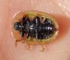 Cassida vibex